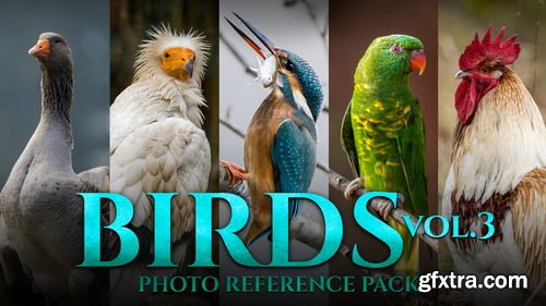 Artstation - Birds Vol.3 - Reference Photo Pack For Artists 469 JPEGs noAI