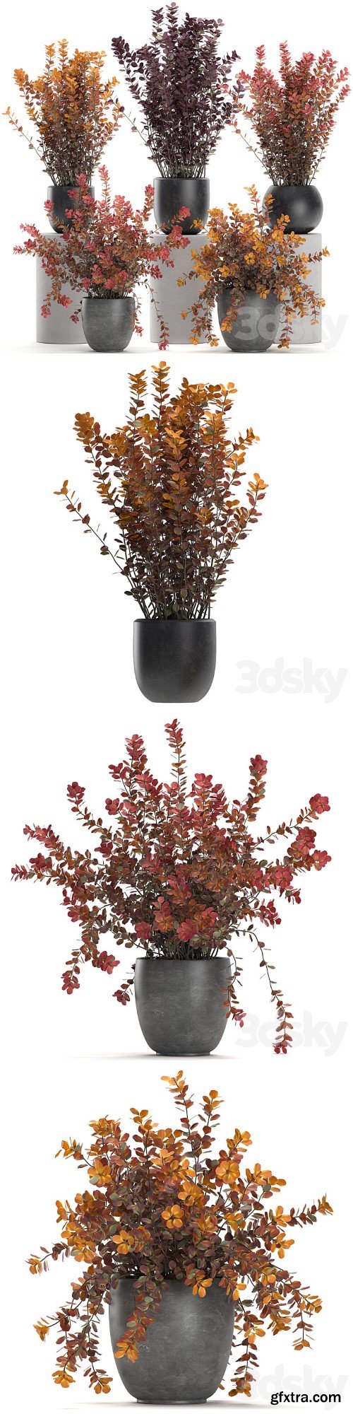 Collection of plants for garden and landscape design in outdoor pots with Barberry bush, autumn, dried flower. Set 698.