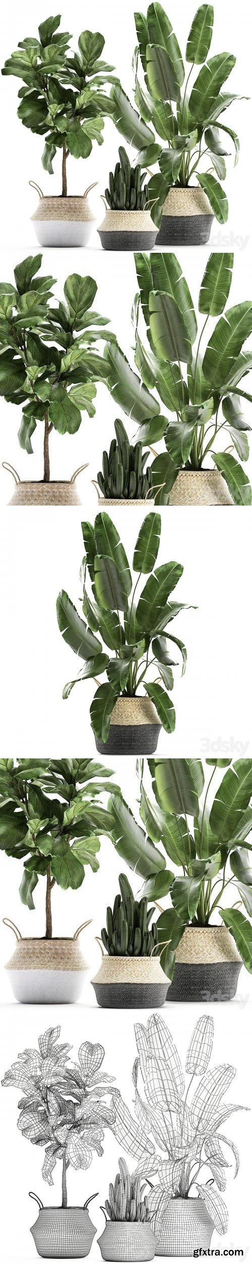 A collection of beautiful plants in black and white baskets with banana palm, Strelitzia, Ficus lirata, cactus. Set 861.