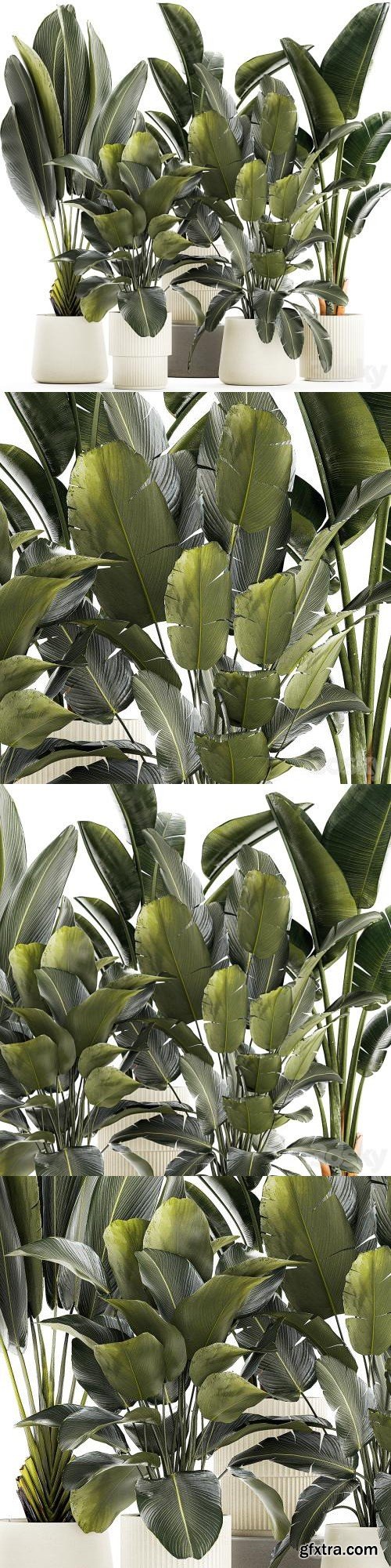 A set of exotic bushes of plants in a flower pot Ravenala, Strelittia, Banana palm. Collection 1327