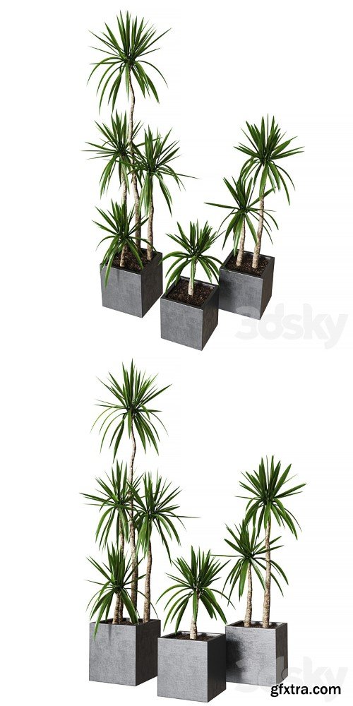 3dsky Pro - Yucca pot 01_Collection of plants 03