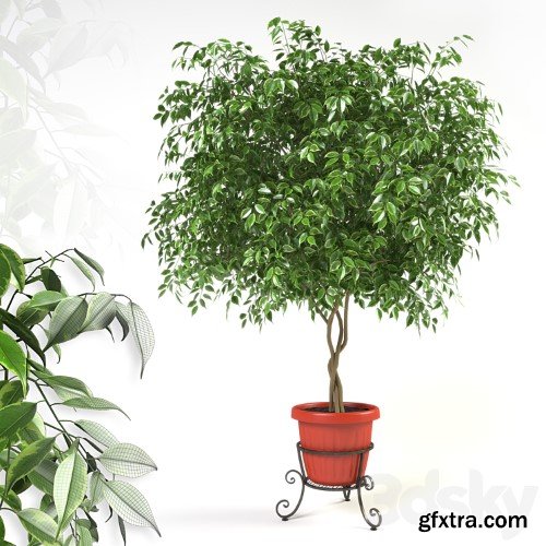 3dsky Pro - Ficus benjamina on forged stand