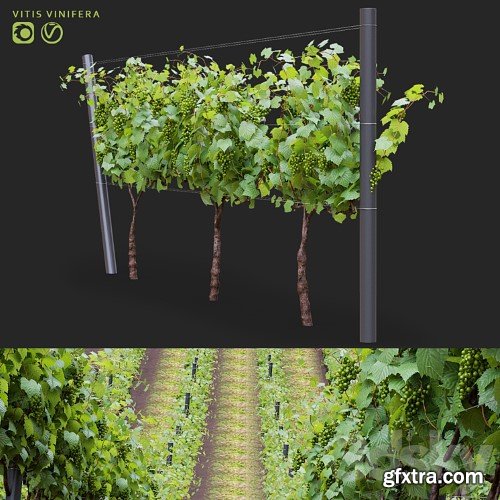 3dsky Pro - Grapes cultivated | Vitis vinifera