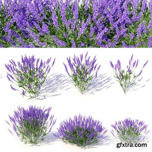 3dsky Pro - Lavandula