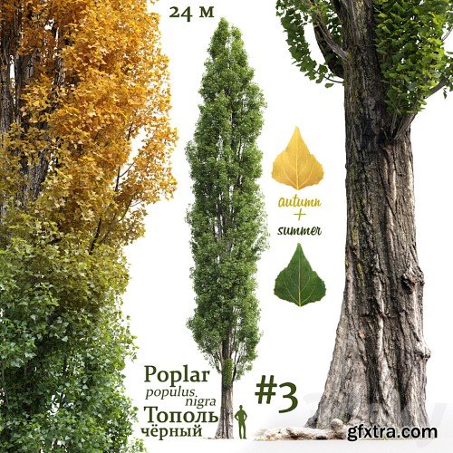 3dsky Pro - Poplar / Populus nigra #3