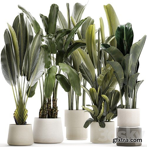 3dsky Pro - A set of exotic bushes of plants in a flower pot Ravenala, Strelittia, Banana palm. Collection 1330