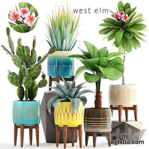 3dsky Pro - 3dsky Pro - Collection of plants 179. frangipani, flower, pot, cactus, prickly pear, agave, likuala, palm tree, bush, flowerpot