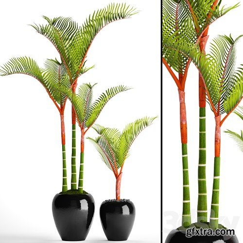 3dsky Pro - Cyrtostachys, dipsis, palm tree, pot, flowerpot, interior, exotic, outdoor