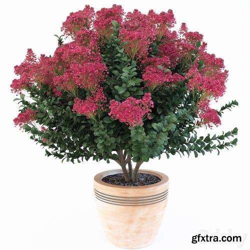 3dsky Pro - Lagerstroemia indica