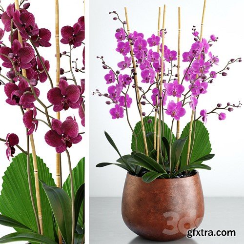 3dsky Pro - Orchid 7