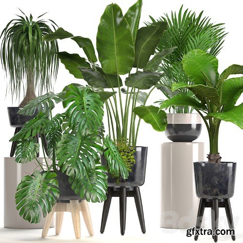 3dsky Pro - Collection of plants. indoor plants, banana, monstera, palm, alocasia, dracaena, strelitzia