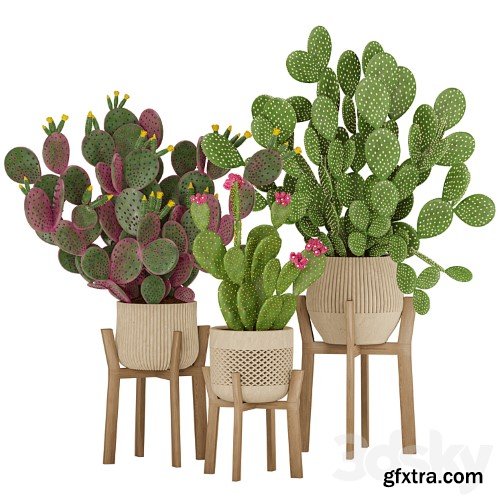 3dsky Pro - Prickly Cactus Set