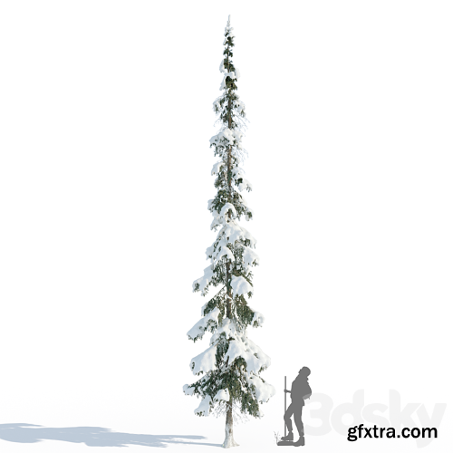 3dsky Pro - Winter taiga spruce_11m (Spruce).