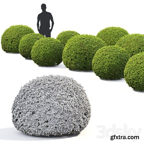 3dsky Pro - Buxus