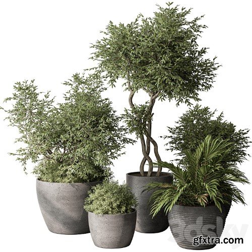 3dsky Pro - Outdoor Plant Set 393 - Plant Set in Concrete Pot