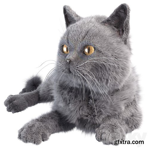 3dsky Pro - Gray Cat