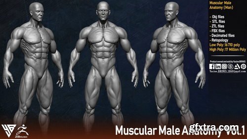 Artstation - Muscular Male Anatomy (Human Base mesh)