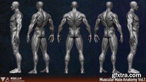 Artstation - Muscular Male Anatomy (Human Base mesh)