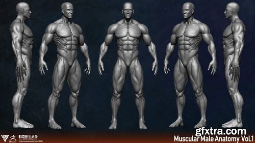 Artstation - Muscular Male Anatomy (Human Base mesh)