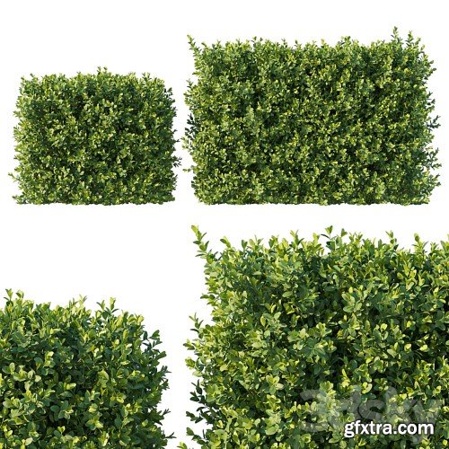 3dsky Pro - Boxwood 04