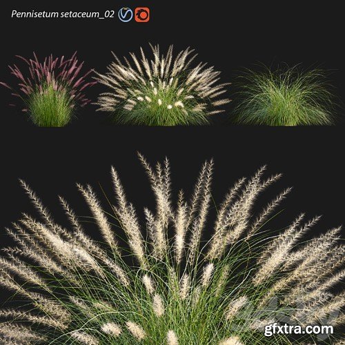 3dsky Pro - Pennisetum setaceum_02