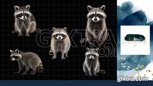 Finding North Education - Raccoon Digital Overlays