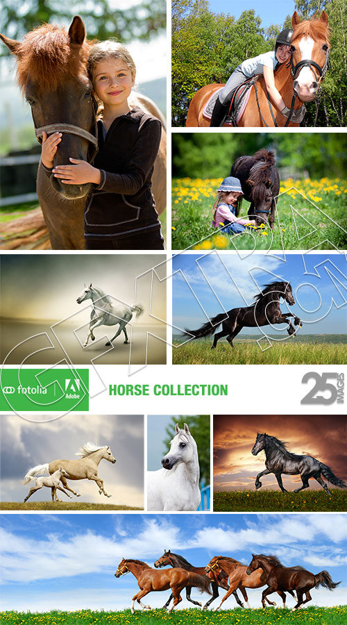 Horse Collection 25xJPG Horse Collection 25xJPG