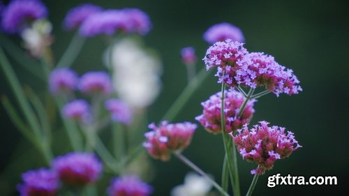 ArtList - Flower Species - FHD Collections