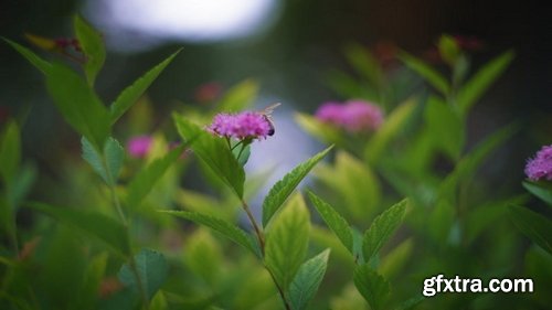 ArtList - Flower Species - FHD Collections