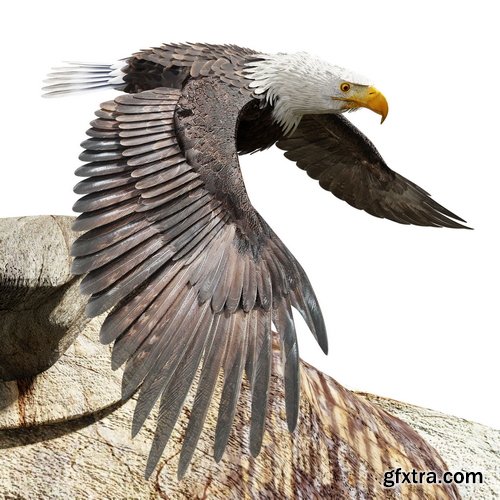 CGTrader - Bald Eagle - BLENDER
