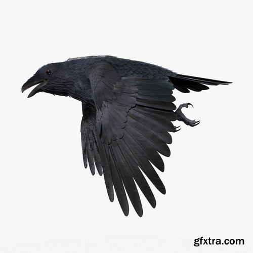 CGTrader - CROW - BLENDER Low-poly 3D model