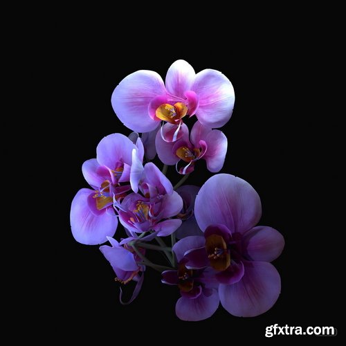 Artstation - Tyler Smith - Orchid Flower Game Prop Creation