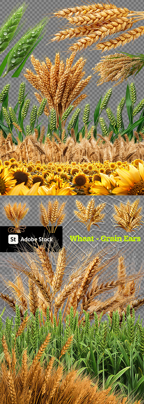 Wheat - Grain Ears Transparent 26XPNG Wheat - Grain Ears Transparent 26XPNG