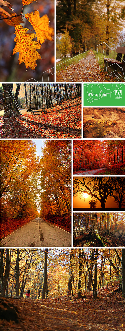 Beautiful Autumn Forest & Landscape #1, 25xJPG Beautiful Autumn Forest & Landscape #1, 25xJPG