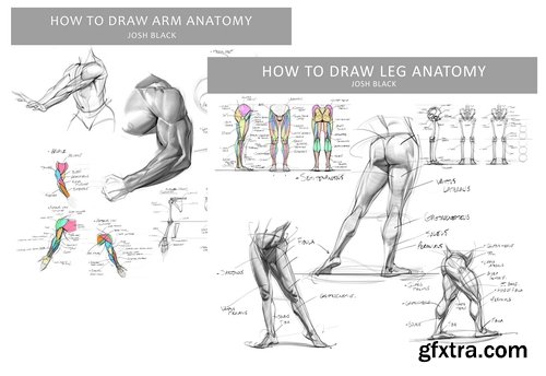 Gumroad - Josh H Black - Legs and Arms Anatomy Bundle