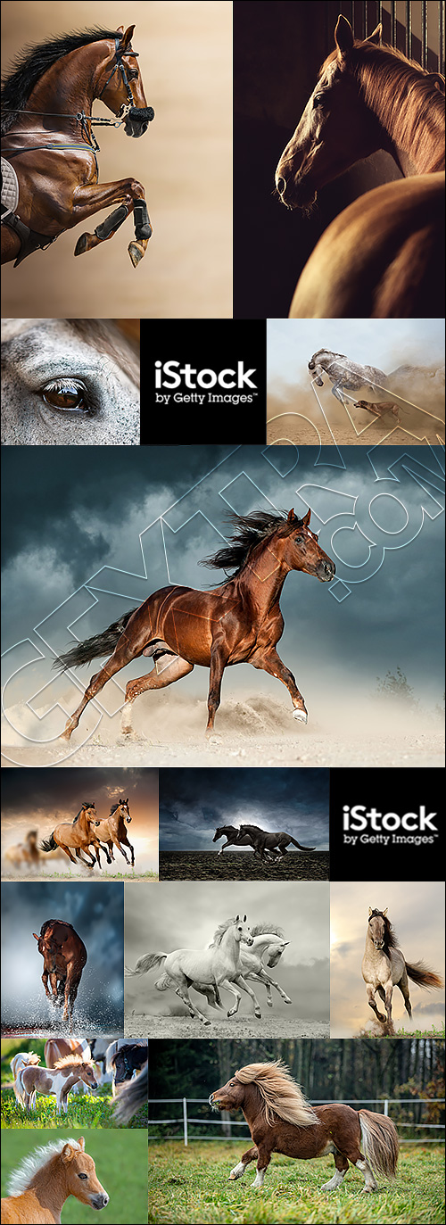 Horse 55xJPG Horse 55xJPG