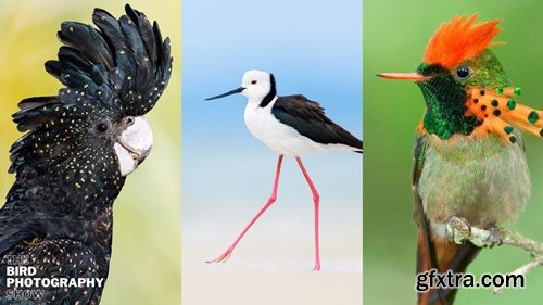 Aviscapes - Jan Wegener - Masterclass Editing Your Bird Images to Perfection & Bonus Aviscapes - Jan Wegener - Masterclass Editing Your Bird Images to Perfection & Bonus