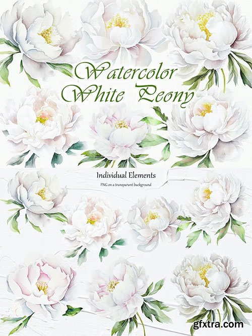 White Peony Watercolor Clipart White Peony Watercolor Clipart