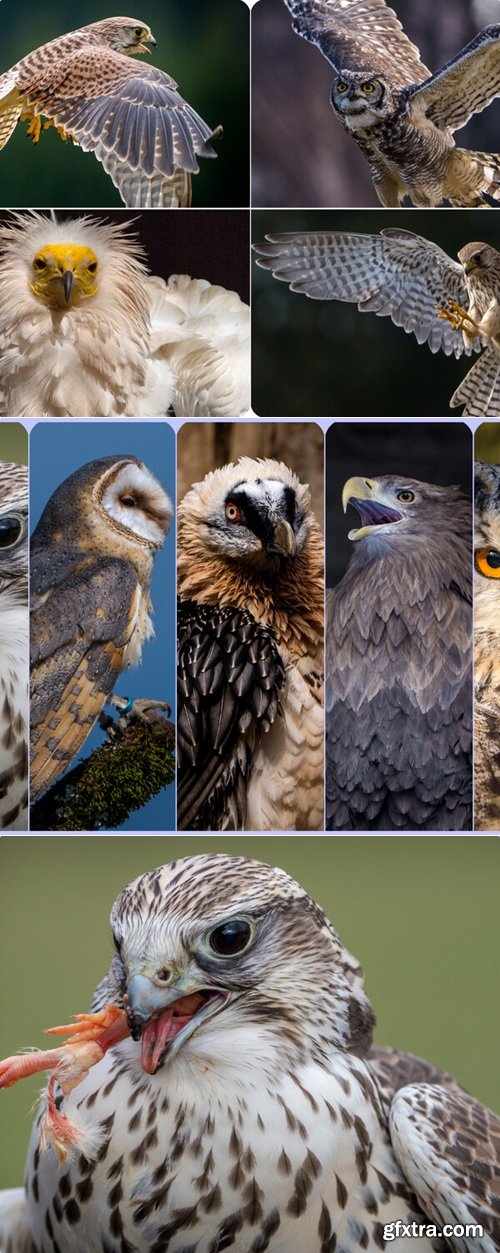 Artstation - OWLS and BIRDS OF PREY-Photo Reference Pack For Artists 507 JPEGs noAI