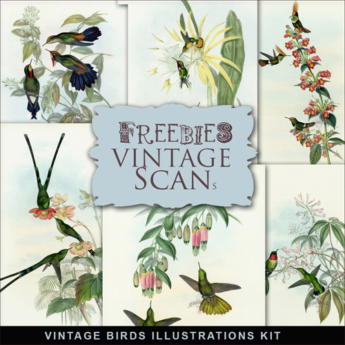 Scrap-kit - Vintage Birds Illustrations #1