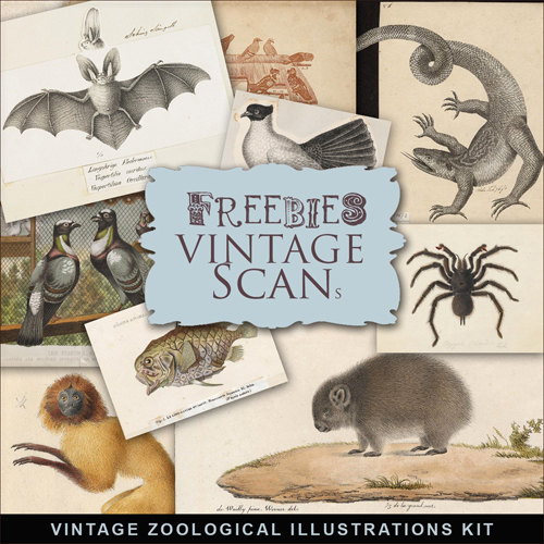 Scrap-kit - Vintage Zoological Illustrations #2