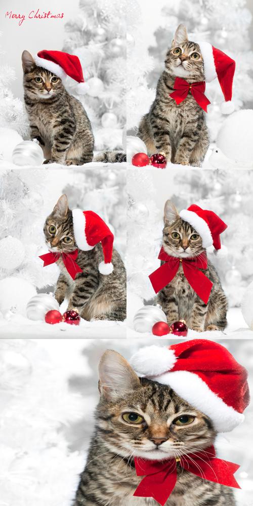 Christmas Cat