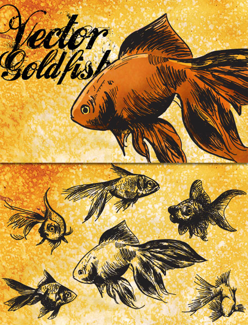 WeGraphics - Vector Goldfish