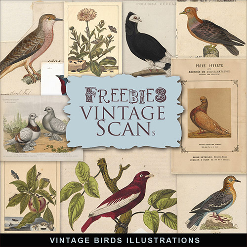 Scrap-kit - Vintage Book Birds Illustrations 2