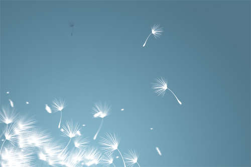 PSD Source - Fly Dandelion