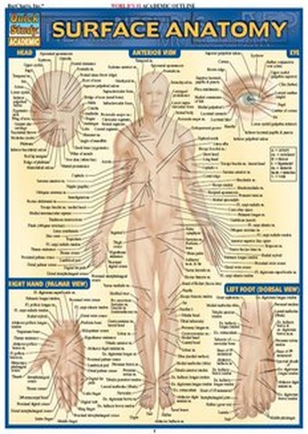 Surface Anatomy (QuickStudy)