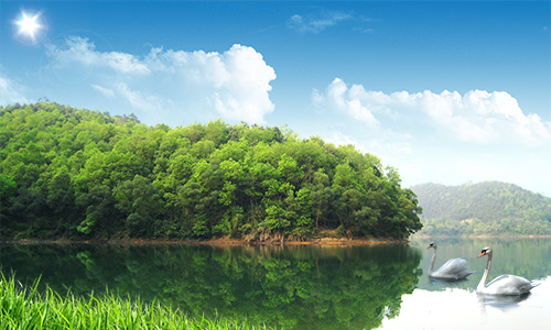 Natural PSD Source - Swans in a Pond